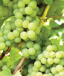 Hopie Seedless Grape Vine Live Plant - 1-2 Yr Old - Ready for Planting Outdoor Fruit - Image 3