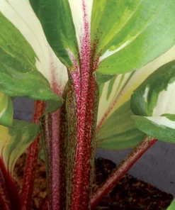 Hosta Raspberry Sundae Live Starter Plant Ships in Pot, Perennial Shade Plant, Hardy Hosta, Live Garden Plant - Image 2