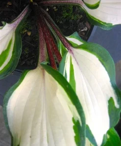 Hosta Raspberry Sundae Live Starter Plant Ships in Pot, Perennial Shade Plant, Hardy Hosta, Live Garden Plant - Image 3
