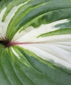 Hosta Raspberry Sundae Live Starter Plant Ships in Pot, Perennial Shade Plant, Hardy Hosta, Live Garden Plant - Image 4