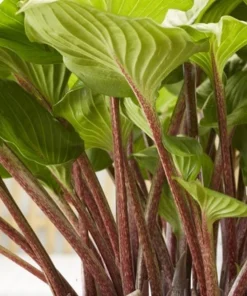 Hosta Raspberry Sundae Live Starter Plant Ships in Pot, Perennial Shade Plant, Hardy Hosta, Live Garden Plant - Image 5