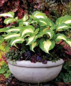 Hosta Raspberry Sundae Live Starter Plant Ships in Pot, Perennial Shade Plant, Hardy Hosta, Live Garden Plant - Image 6