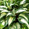 Hosta Raspberry Sundae Live Starter Plant Ships in Pot, Perennial Shade Plant, Hardy Hosta, Live Garden Plant - Image 1