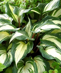 Hosta Raspberry Sundae Live Starter Plant Ships in Pot, Perennial Shade Plant, Hardy Hosta, Live Garden Plant - Image 1