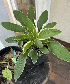 Hostas Plants - Live Perennial Foliage for Shade Gardens - Image 2