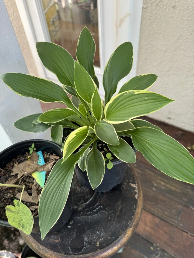 Hostas Plants - Live Perennial Foliage for Shade Gardens - Image 2