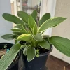 Hostas Plants - Live Perennial Foliage for Shade Gardens - Image 1