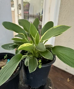 Hostas Plants - Live Perennial Foliage for Shade Gardens - Image 1
