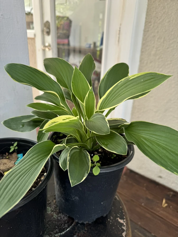 Hostas Plants - Live Perennial Foliage for Shade Gardens - Image 1