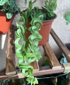 Hoya Baby Indu Rope Live Plant - Rooted in Vase - Houseplant - Image 2