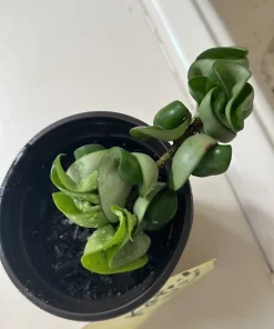 Hoya Baby Indu Rope Live Plant - Rooted in Vase - Houseplant - Image 3
