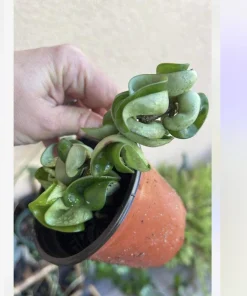 Hoya Baby Indu Rope Live Plant - Rooted in Vase - Houseplant - Image 4