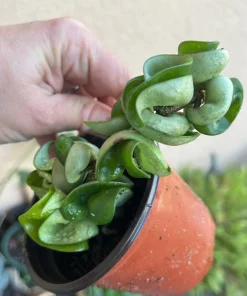 Hoya Baby Indu Rope Live Plant - Rooted in Vase - Houseplant - Image 5