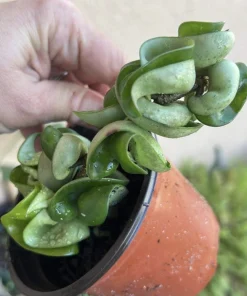 Hoya Baby Indu Rope Live Plant - Rooted in Vase - Houseplant - Image 6