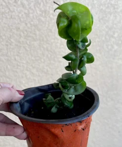 Hoya Baby Indu Rope Live Plant - Rooted in Vase - Houseplant - Image 7