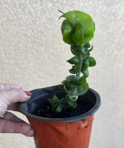 Hoya Baby Indu Rope Live Plant - Rooted in Vase - Houseplant - Image 8