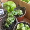 Hoya Baby Indu Rope Live Plant - Rooted in Vase - Houseplant - Image 1