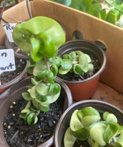 Hoya Baby Indu Rope Live Plant - Rooted in Vase - Houseplant - Image 1