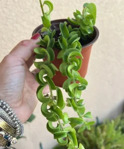Hoya Baby Indu Rope Live Plant - Rooted in Vase - Houseplant - Image 9