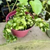 Hoya Compacta Rope Live Plant - Hindu Rope Wax Plant Houseplant - Image 1