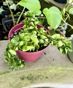Hoya Compacta Rope Live Plant - Hindu Rope Wax Plant Houseplant - Image 1