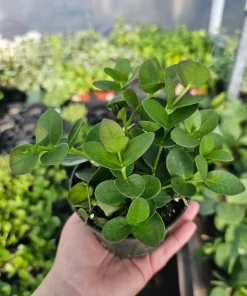Hoya Cunninghamia Live Plant – Rare Hoya, 2in or 4in Pot, Cuttings - Image 3