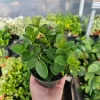 Hoya Cunninghamia Live Plant – Rare Hoya, 2in or 4in Pot, Cuttings - Image 1
