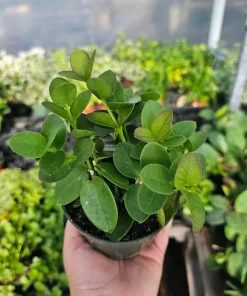 Hoya Cunninghamia Live Plant – Rare Hoya, 2in or 4in Pot, Cuttings - Image 1