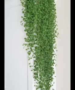 Hoya Dischidia Plant In Vasw - Image 2