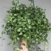 Hoya Dischidia Plant In Vasw - Image 1