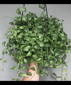 Hoya Dischidia Plant In Vasw - Image 1