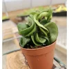 Hoya Hindu Rope Live Plant - Unique Curly Succulent Houseplant - Image 1