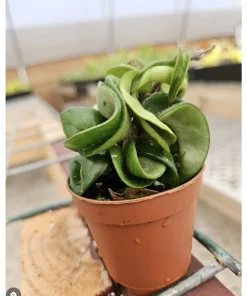 Hoya Hindu Rope Live Plant - Unique Curly Succulent Houseplant - Image 1