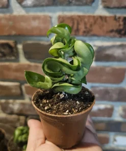 Hoya Hindu Rope Plant - Live Carnosa Compacta Green - 3in or 4in Pot - Indoor - Image 2