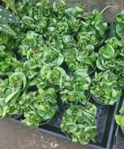 Hoya Hindu Rope Plant - Live Carnosa Compacta Green - 3in or 4in Pot - Indoor - Image 3
