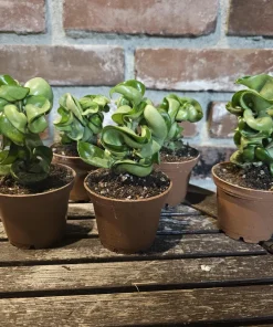 Hoya Hindu Rope Plant - Live Carnosa Compacta Green - 3in or 4in Pot - Indoor - Image 4