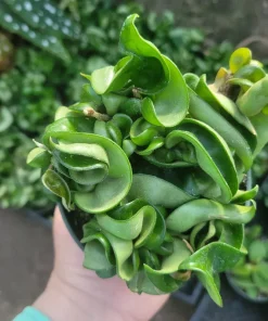 Hoya Hindu Rope Plant - Live Carnosa Compacta Green - 3in or 4in Pot - Indoor - Image 5