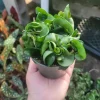 Hoya Hindu Rope Plant - Live Carnosa Compacta Green - 3in or 4in Pot - Indoor - Image 1