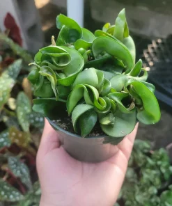 Hoya Hindu Rope Plant - Live Carnosa Compacta Green - 3in or 4in Pot - Indoor - Image 1