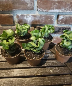 Hoya Hindu Rope Plant - Live Carnosa Compacta Green - 3in or 4in Pot - Indoor - Image 6