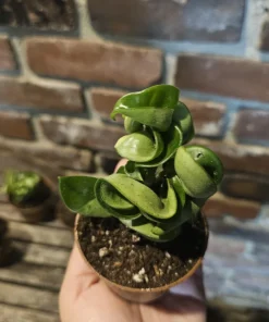 Hoya Hindu Rope Plant - Live Carnosa Compacta Green - 3in or 4in Pot - Indoor - Image 7