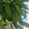 Hoya House Plant - Live Potted Cuttings (2 Count) - Indoor Plant - Image 1