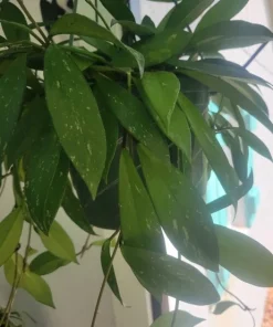 Hoya House Plant - Live Potted Cuttings (2 Count) - Indoor Plant - Image 1