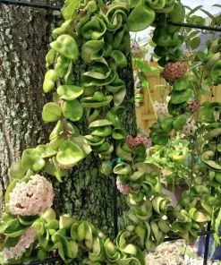 Hoya Indu Rope Live Plant - Medium Size Potted Houseplant, Easy Care - Image 2