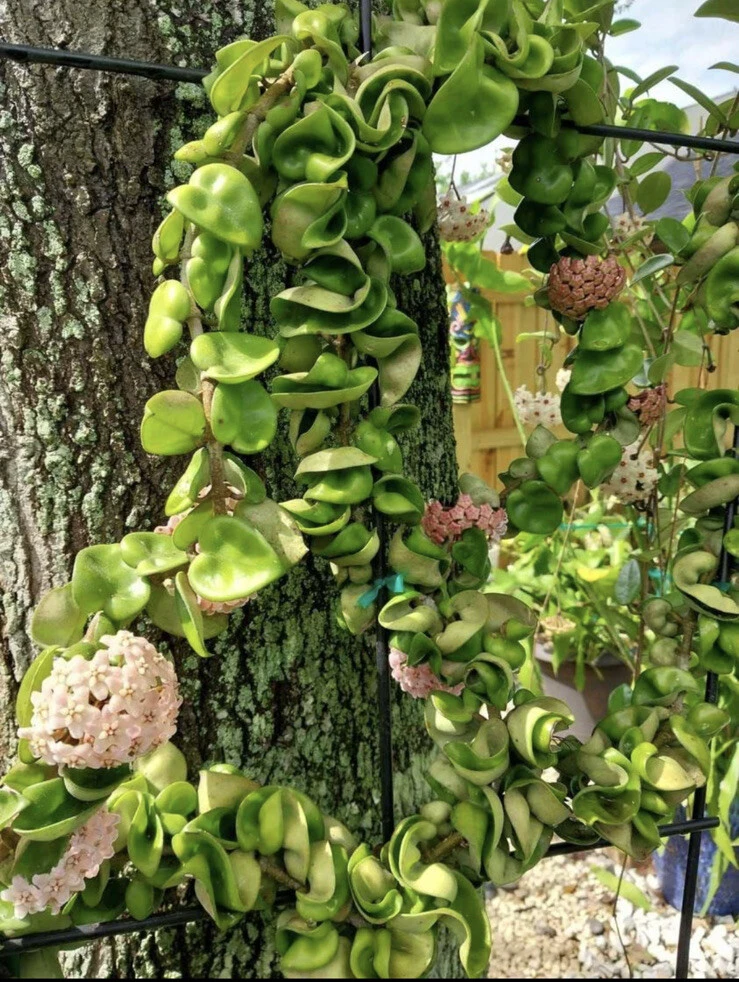 Hoya Indu Rope Live Plant - Medium Size Potted Houseplant, Easy Care - Image 2
