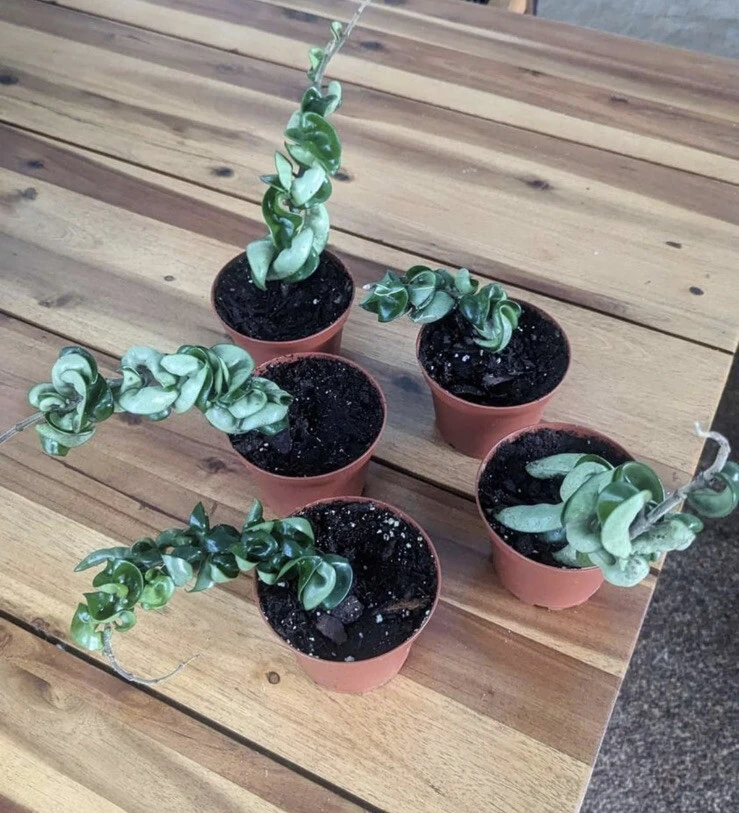 Hoya Indu Rope Live Plant - Medium Size Potted Houseplant, Easy Care - Image 3