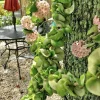 Hoya Indu Rope Live Plant - Medium Size Potted Houseplant, Easy Care - Image 1