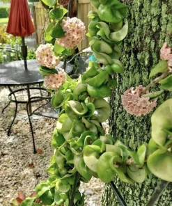 Hoya Indu Rope Live Plant - Medium Size Potted Houseplant, Easy Care - Image 1