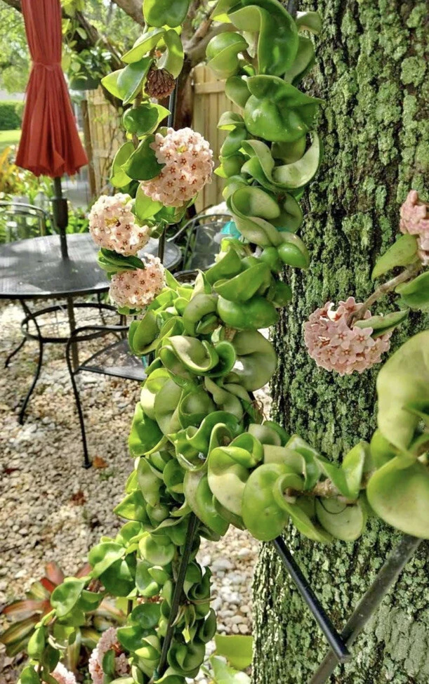 Hoya Indu Rope Live Plant - Medium Size Potted Houseplant, Easy Care - Image 1