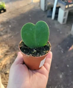 Hoya Kerrii Hearts Live Plant – 2 inch Pot – Sweetheart Hoya Succulent - Image 2